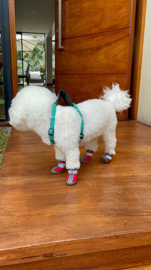 botas para perros lima peru